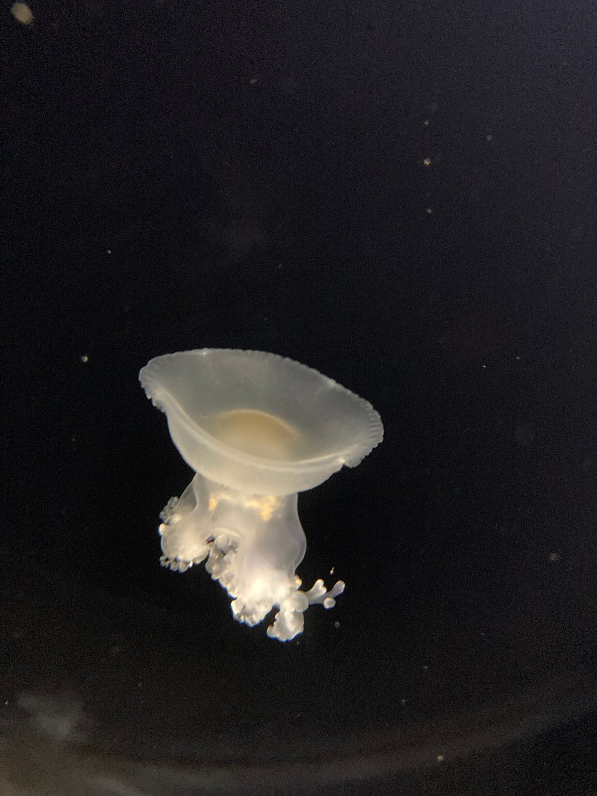 不思議な目玉焼きくらげに出会えるえのすいはまさにクラゲプラネット 海月の惑星 : たびびとらべる～ぶらり散策からバス旅行まで～