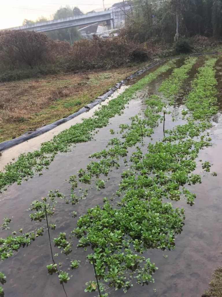 食いこ クレソンを食卓の主役に 筑西・三国園きたかんナビ