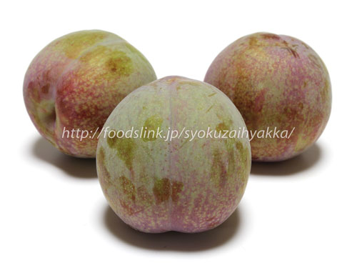 スモモ プラム ：ソルダム4～5号ポット の通販園芸ネット