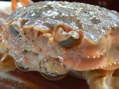 泡を吹くカニします - アメリカ合衆国のストックフォトや画像を多数ご用意 - アメリカ合衆国, カニ, ピンク色 - iStock