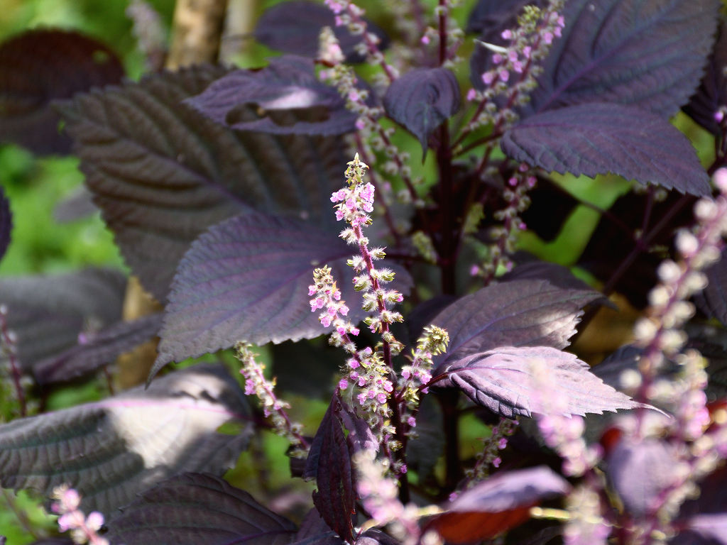 GKZ植物事典・アカジソ 赤紫蘇