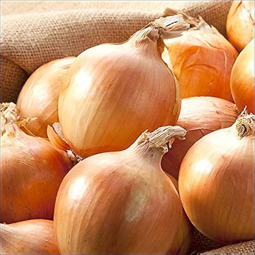 意外と知らない！？玉ねぎのマメ知識！ - JAきたみらい