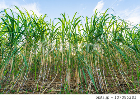沖縄 サトウキビの収穫地域NHKアーカイブス