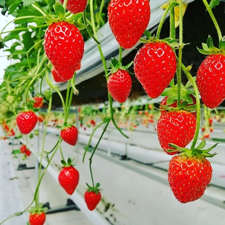 手作りにこだわったグルメなポップコーン！イチゴづくしの春限定フレーバーと2年ぶりの新作SAKURA缶が登場！Z世代Pick大学入学・新生活グルメマイナビ 学生の窓口