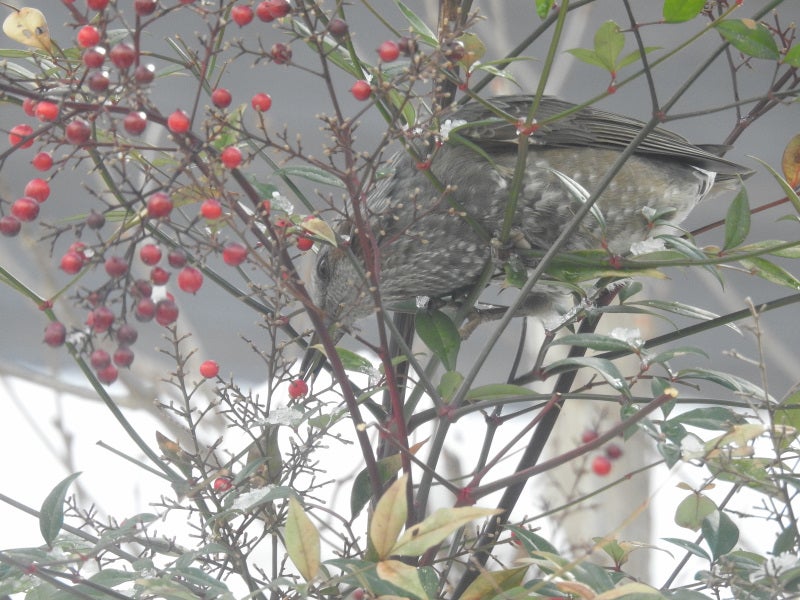 美しい赤い実をつけるイイギリの魅力を紹介！ナンテン 南天 との共通点と違いとは！？林業 株式会社あしだ 公式