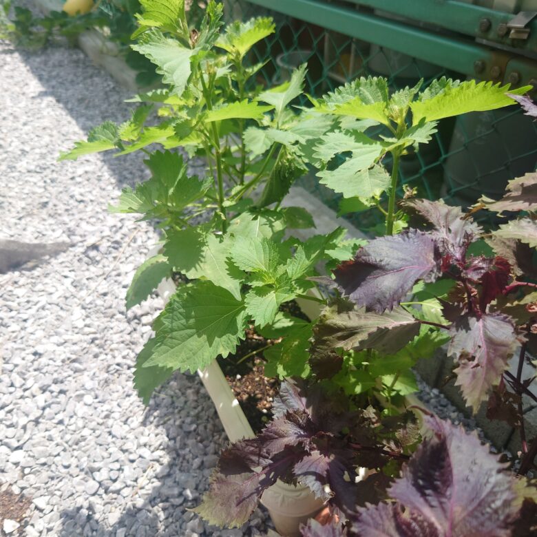 シソ さまざまな用途を楽しむあなたもチャレンジ！家庭菜園JAあつぎ