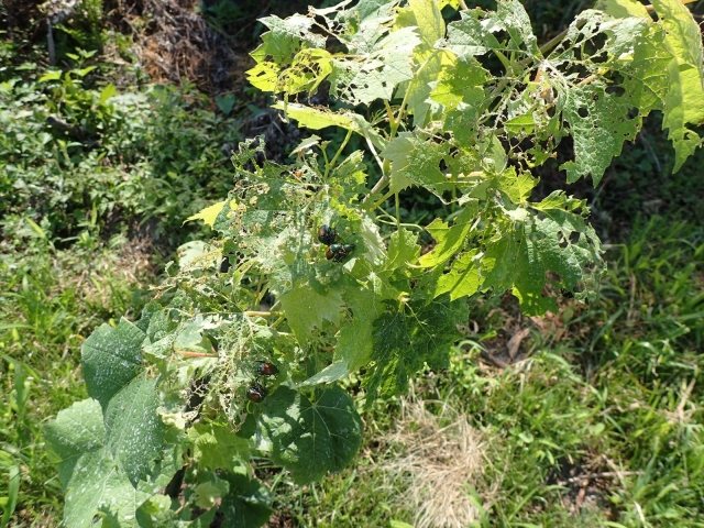 シャインマスカットの害虫２☆ブドウトラカミキリの農薬と駆除方法 画像で解説魔法の便利帳
