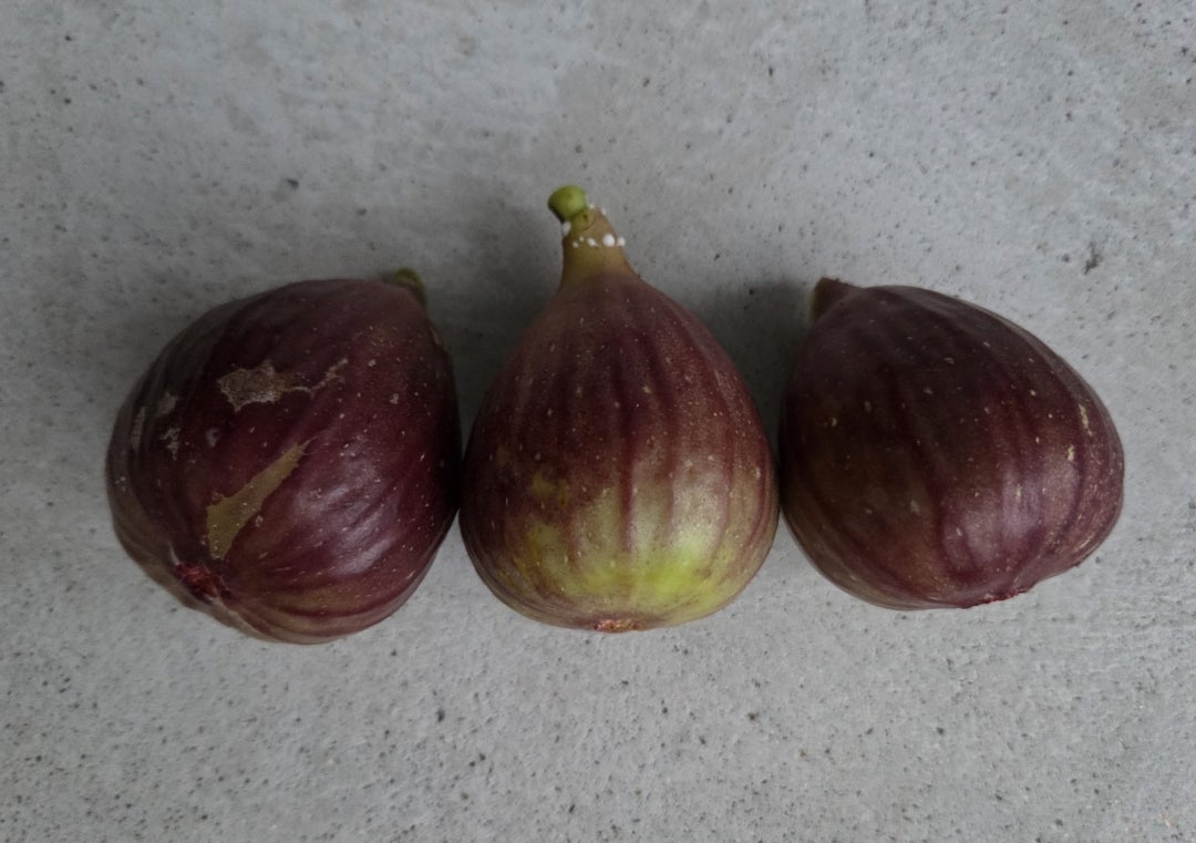 鉢でおいしいイチジク初収穫を目指して☆そだレポ 栽培レポート byりりんごみんなの趣味の園芸