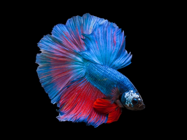 風雲！コネタ城 想定外にヒレがきれいな魚、「ほうぼう」 - デイリーポータル Z：