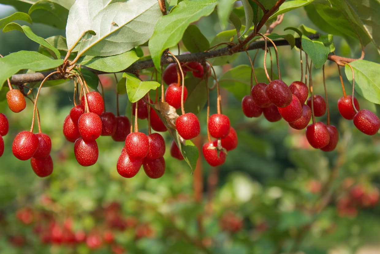 食べられる赤い実、食べられない赤い実かぜのーと軽井沢風越学園