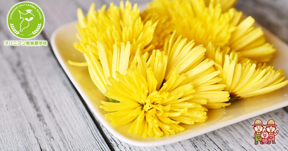 食用菊「阿房宮」と「延命楽」の手入れ‼️家庭菜園!!＆料理!!etc