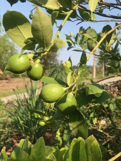 青い果物15種類を一覧で！味わい・旬など特徴や活用レシピも紹介！ ちそう