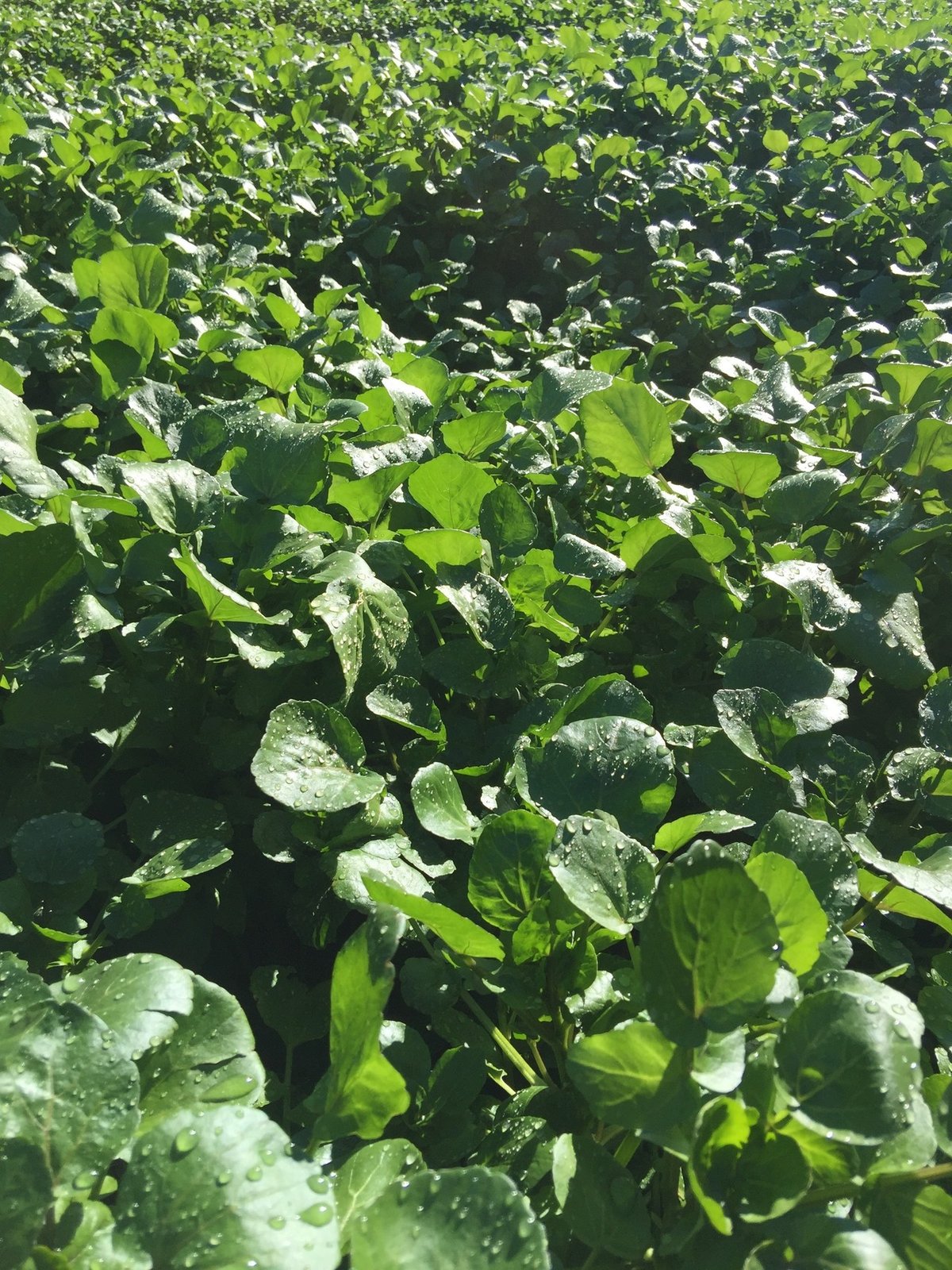 クレソンの育て方プランターで栽培できる？種まきの方法は