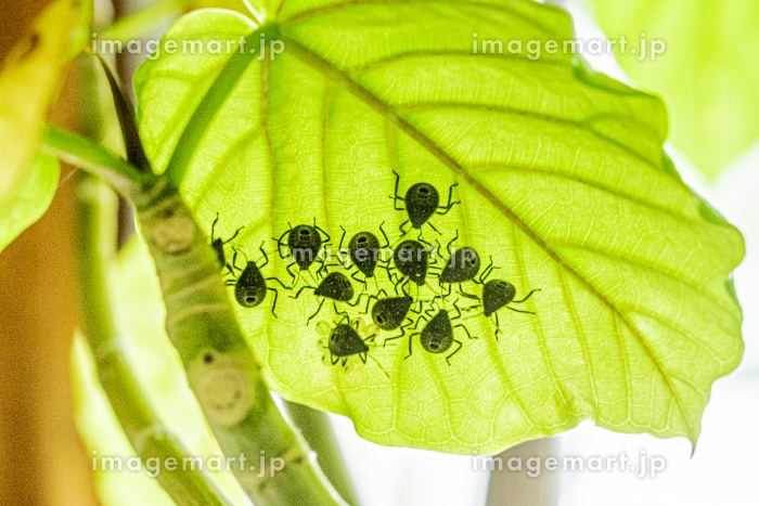 昆虫食 カメムシの香り比べ パクチーから青リンゴまで世界を救わない昆虫食情報 むしくい