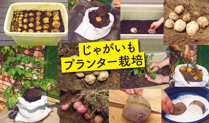 じゃがいも後作 じゃがいものあとに栽培できない5つの野菜 じゃがいも栽培 じゃがいも後作 家庭菜園