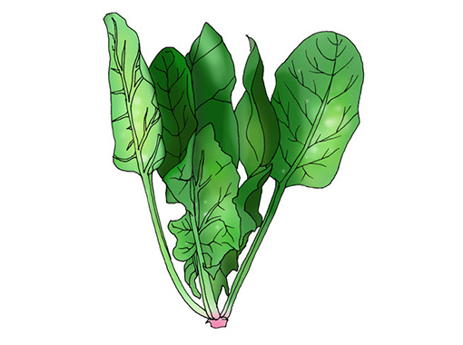 ほうれん草を生で食べない理由とは？サラダのレシピもご紹介デリッシュキッチン