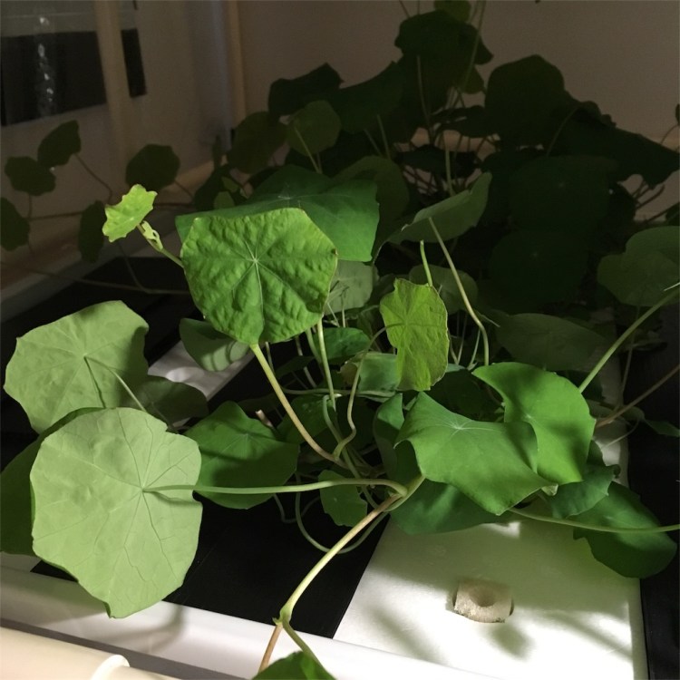 ナスタチウム キンレンカ の育て方・栽培方法LOVEGREEN ラブグリーン