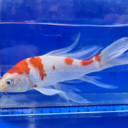 魚のヒレのヒミツ 泳ぐためではないヒレも！魚食普及推進センター 一般社団法人 大日本水産会