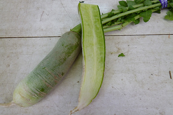 黒丸大根 黒大根 ウィンターラディッシュ 写真素材4773324- フォトライブラリ