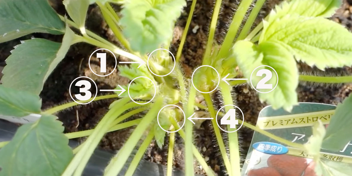 脇芽取り浜松市 いちご狩り園 いちごいちえにようこそ