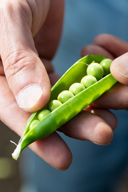 旬をおいしくいただきます☆スナップエンドウを使った簡単・絶品レシピ