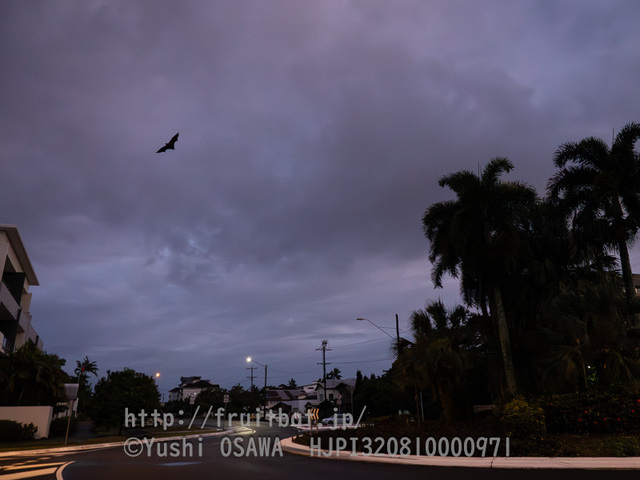 ガジュマルを大きく育てていますか？ 観葉植物の育て方観葉植物のある暮らし観葉植物好き観葉植物初心者観葉植物ガジュマルTikTok