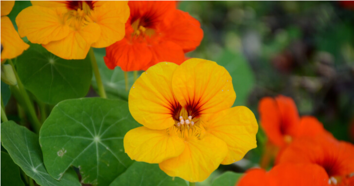 ナスタチウムの育て方栽培に適した日当たりや肥料など管理方法を紹介となりのカインズさん