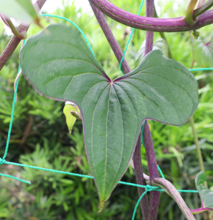 ヤマイモのグリーンカーテンのムカゴと幼虫: 丹沢山ろく夢工房の本づくり