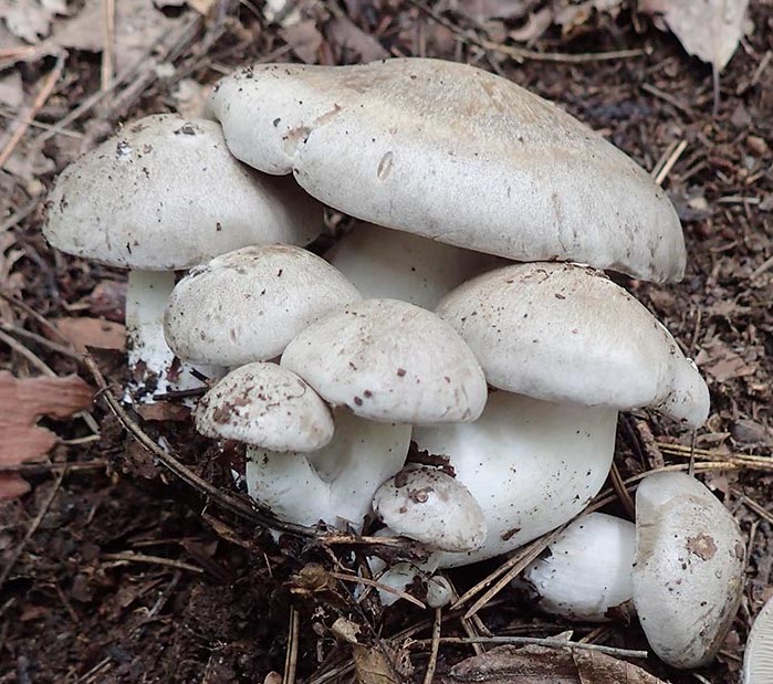 しめじとブナピーの違いって何だろう？管理栄養士の健康レシピ