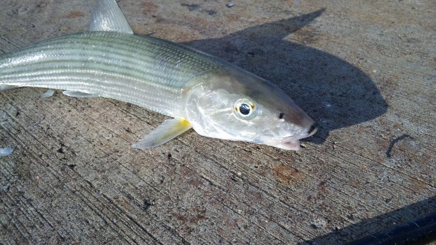 学校法人城西大学大石化石ギャラリー on X: 