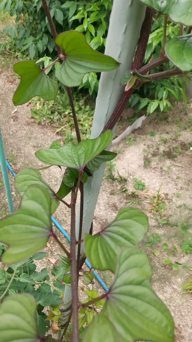 所沢”の由来になった毒芋「トコロ オニドコロ 」を食べてみた野食ハンマープライス