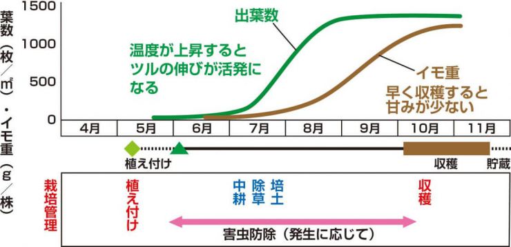 品種別！さつまいもの収穫時期