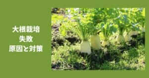 はつか大根 ラディッシュ の育て方 - 野菜の種専門通販 アサヒのぐるタネ