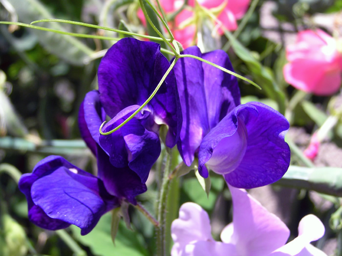 生花 スイートピー 紫絞り 50cm 宮崎県・大分県 Flower Smith Market フラワースミスマーケット