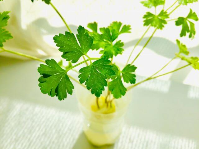 イタリアンパセリの育て方・栽培方法