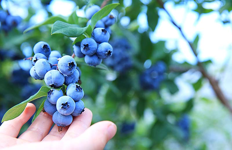 青い食べ物」人気でシルバーバレーファームの冷凍ブルーベリー出荷が好調！ 抗酸化成分 アントシアニンが青い色味を演出、サムシングブルーな幸せを呼ぶ注目食材にtokyo chips