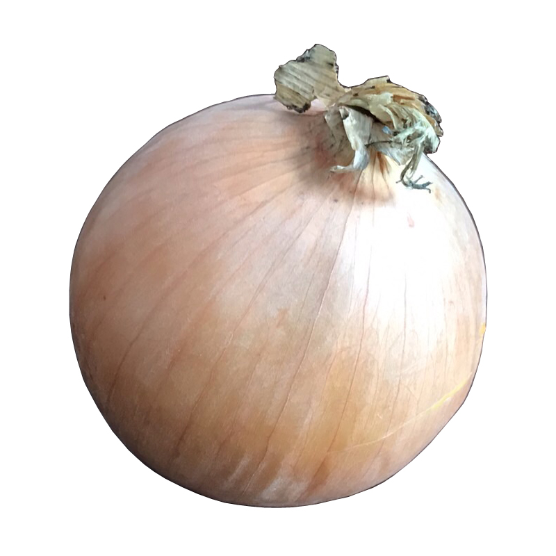たまねぎ 玉ねぎ・オニオン・onion 無料画像 – ベジタデジタ