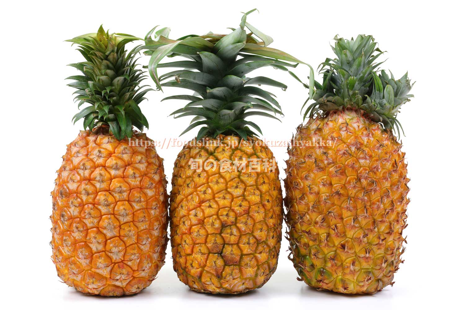 国産パイナップル ピーチパイン パイナップルの旬や特徴、国産と外国産の違いについて解説！大畑大介商店
