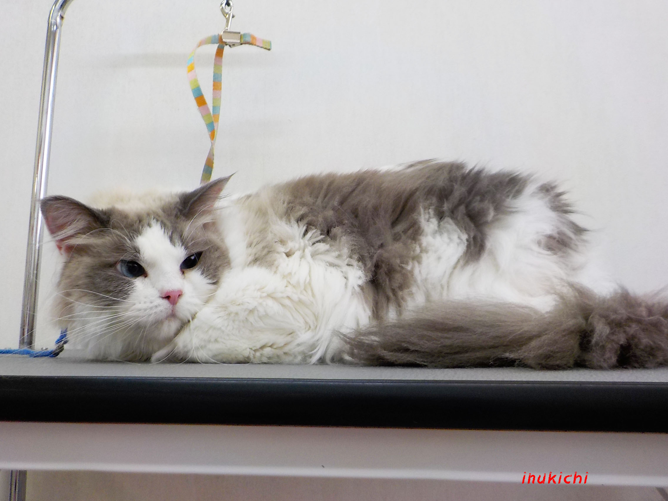 うさぎと綿菓子 わたがし・わたあめ のイラストカット：イラスト無料