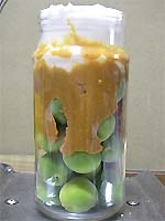 発酵✩梅味噌 キズ梅救済レシピ