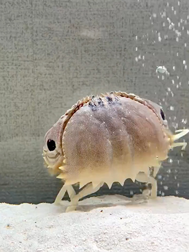 ぶくぶくぶくぶく 。カニの泡日本海一望奥伊根温泉 大人の隠れ宿 油屋別館 和亭のブログ - 宿泊予約は＜じゃらんnet＞