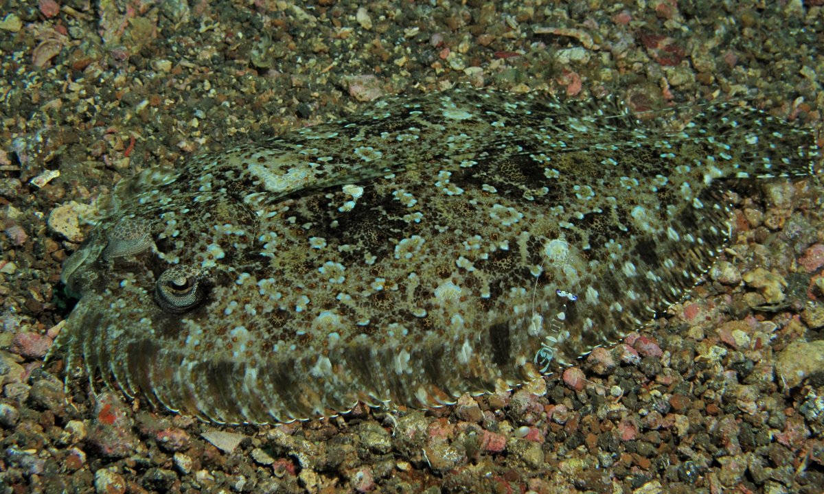 おいしい相模湾 vol.24 ウシノシタ湘南える新聞社