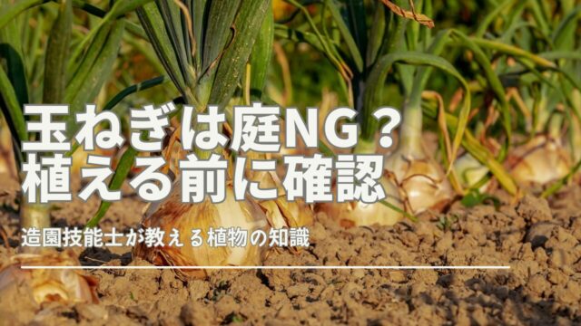 キュウリのプランターでの育て方・栽培方法