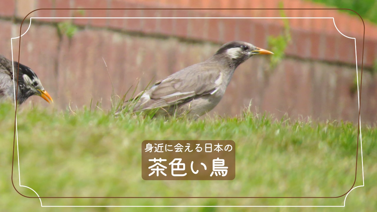 茶色系のヘアカラーは種類が豊富！ブラウンの色見本で似合う髪色を探そうHAIR