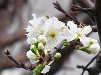 キウイフルーツ - Wikipedia