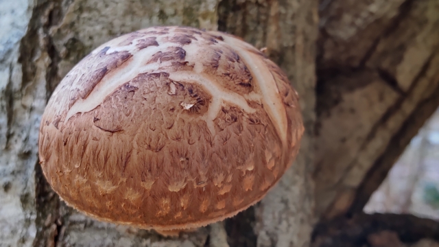 椎茸の傘の裏が茶色や黒いのは腐ってる？軸は食べれる？日持ちや保存方法は？おしえてルーム