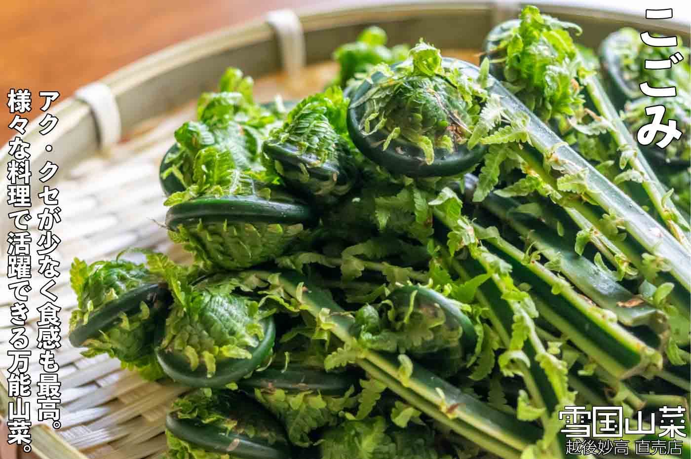 こごみレシピ 下処理の方法も紹介♪絶品に仕上がる山菜料理4選の人気レシピ・作り方デリッシュキッチン