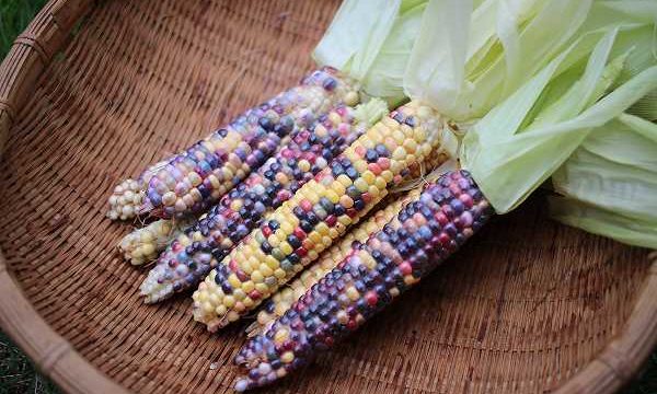 トウモロコシの育て方 種には向きがあるのです！！発芽率100％ 失敗しない種蒔きのやり方