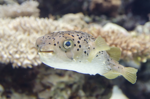 ふぐをおろす日々 。: みなみ妙見甚六日記