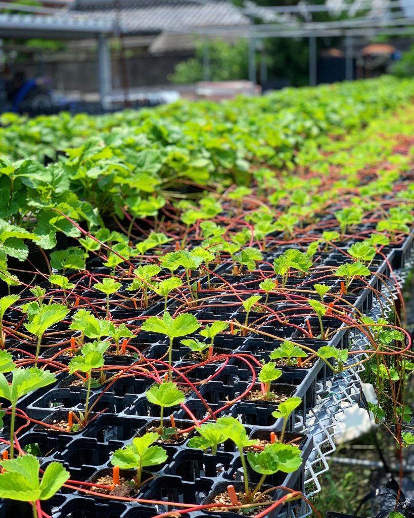 イチゴの育て方プランター栽培のコツや増やし方を初心者向けに解説コーナンTips